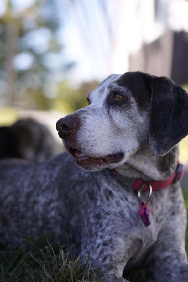 /images/uploads/southeast german shorthaired pointer rescue/segspcalendarcontest2021/entries/21826thumb.jpg